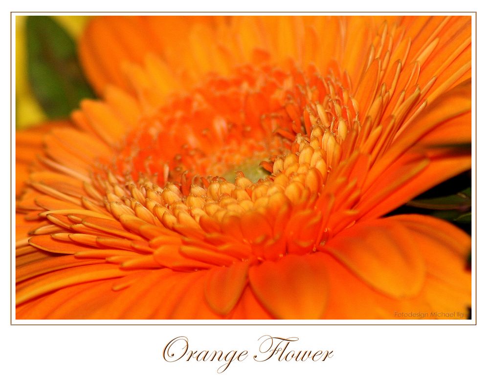 Orange Flower