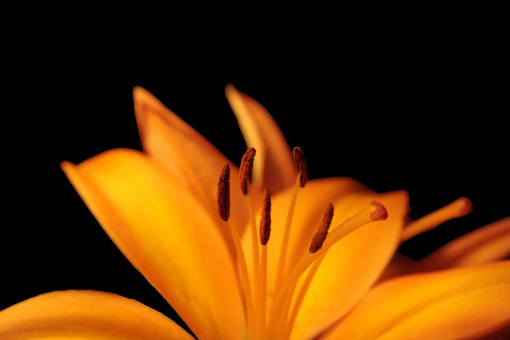 Orange Flower