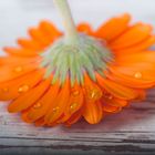 orange flower