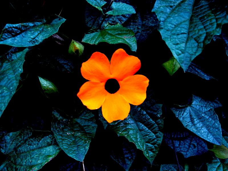 orange flower