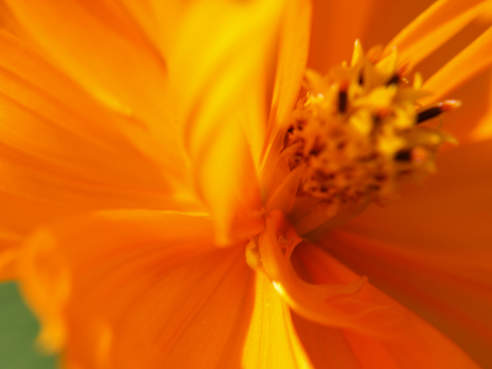 orange flower