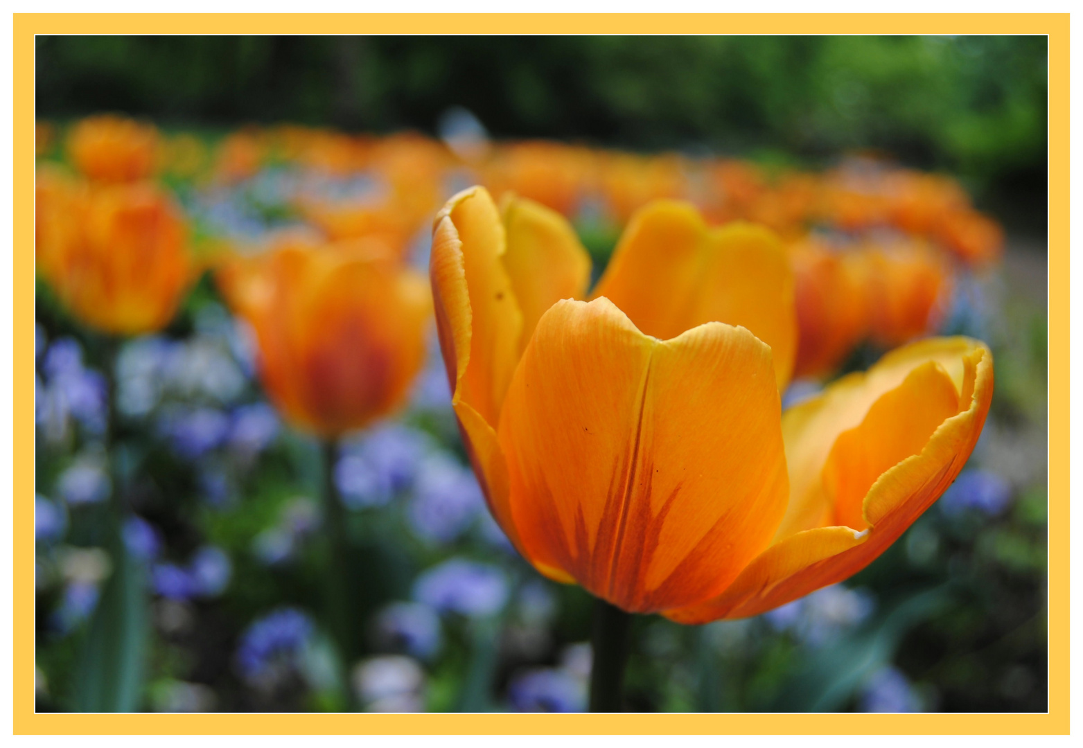 Orange Flower