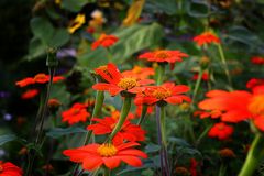 Orange Flower