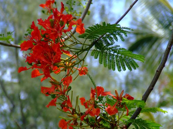 Orange Flower