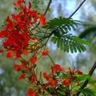 Orange Flower