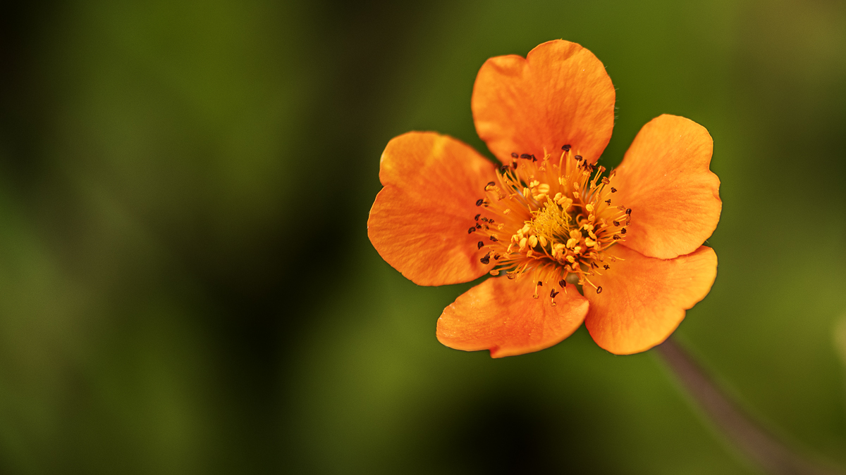 Orange-Flower