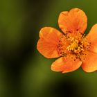 Orange-Flower