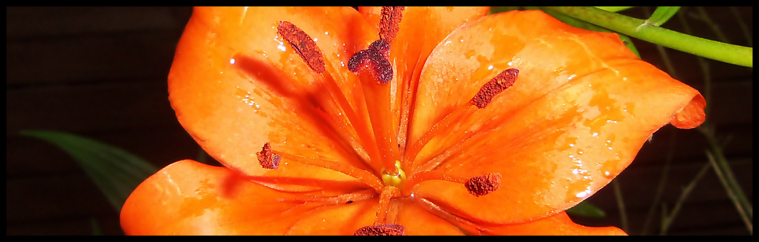 orange flower