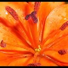 orange flower