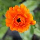 Orange Flower