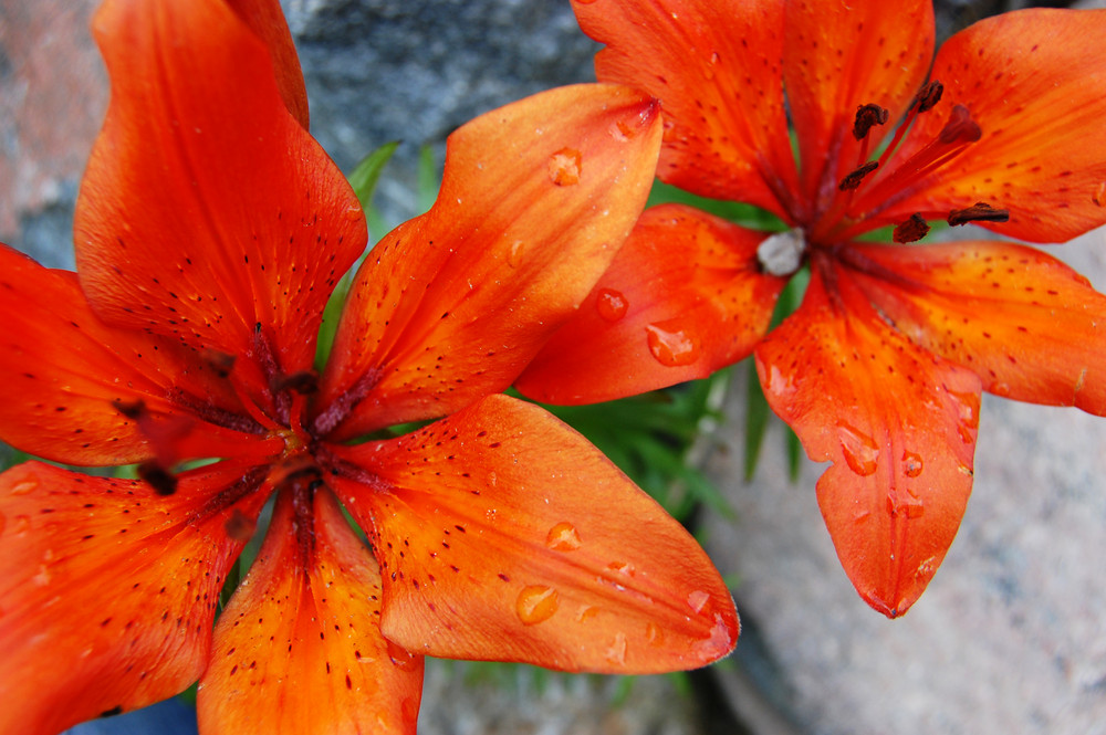 Orange flower