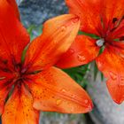 Orange flower