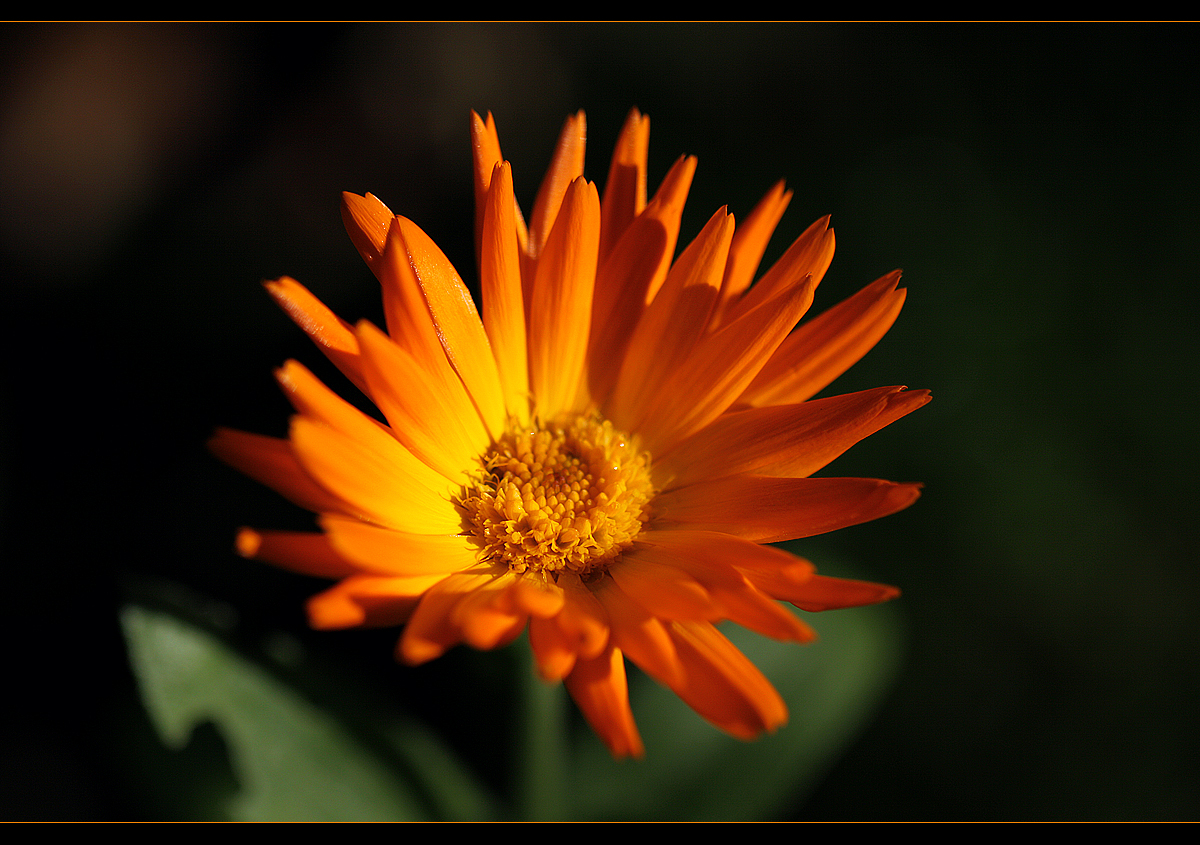 Orange Flower