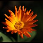 Orange Flower