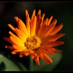 Orange Flower