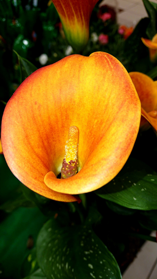 Orange flower 