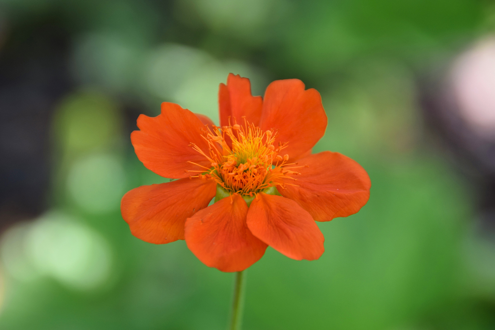 Orange Flower