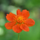 Orange Flower