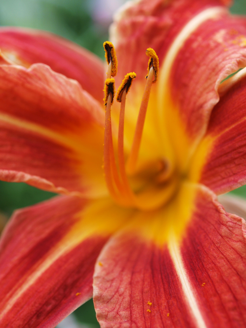 Orange flower