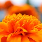 orange flower