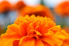 orange flower