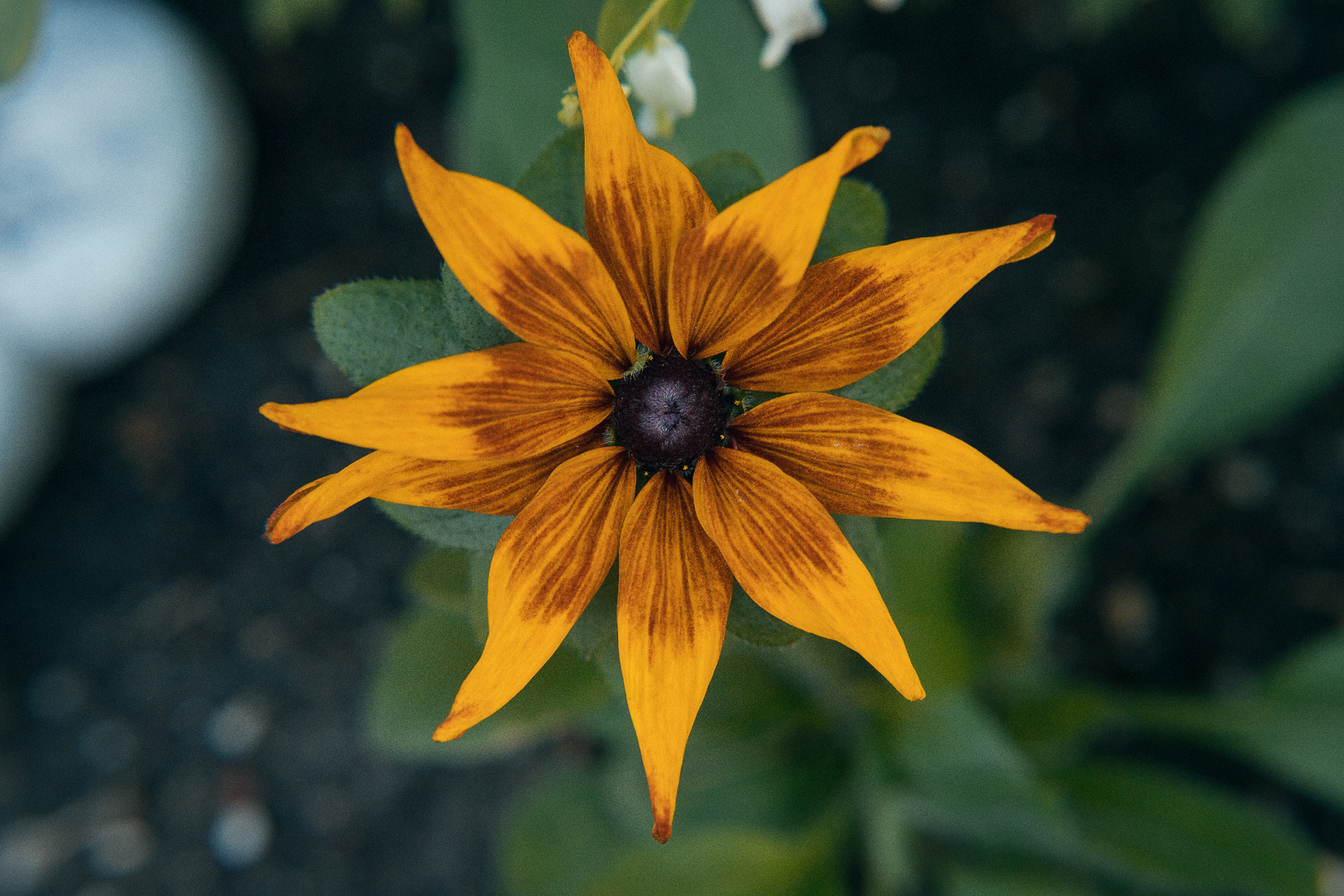 Orange Flower