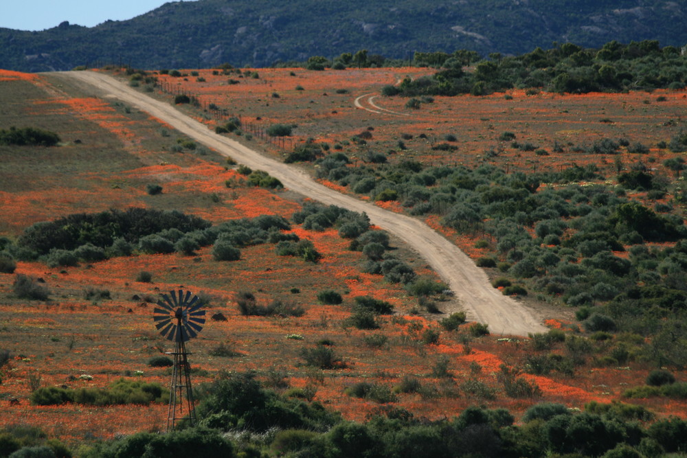 orange flower fields