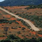 orange flower fields