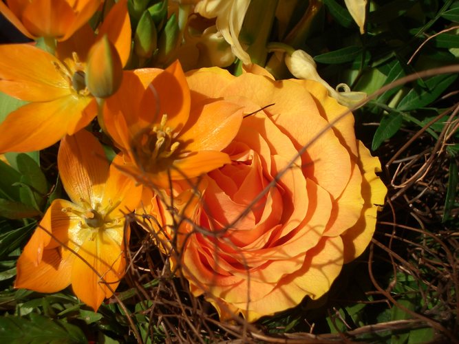 orange flowers