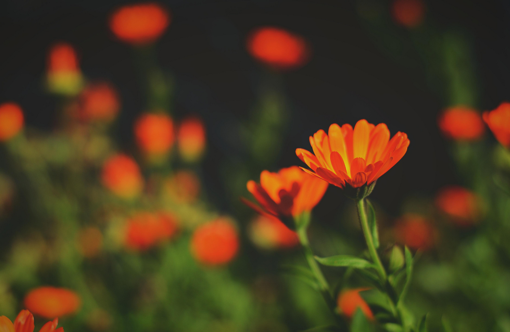 Orange Flowers