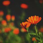 Orange Flowers