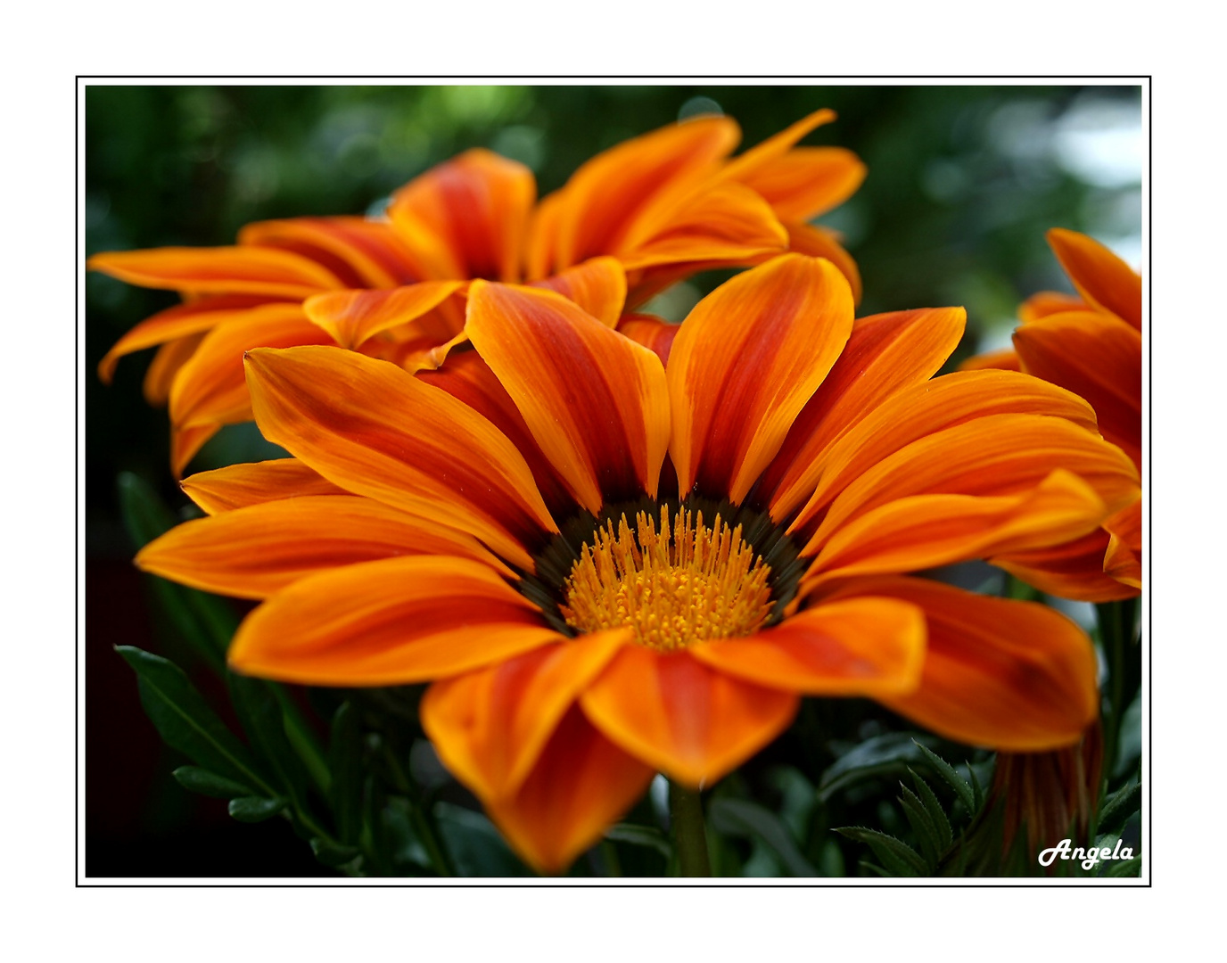 ~ orange Flowers ~