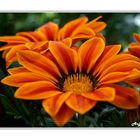 ~ orange Flowers ~