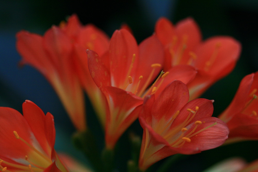 Orange Flowers