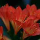 Orange Flowers