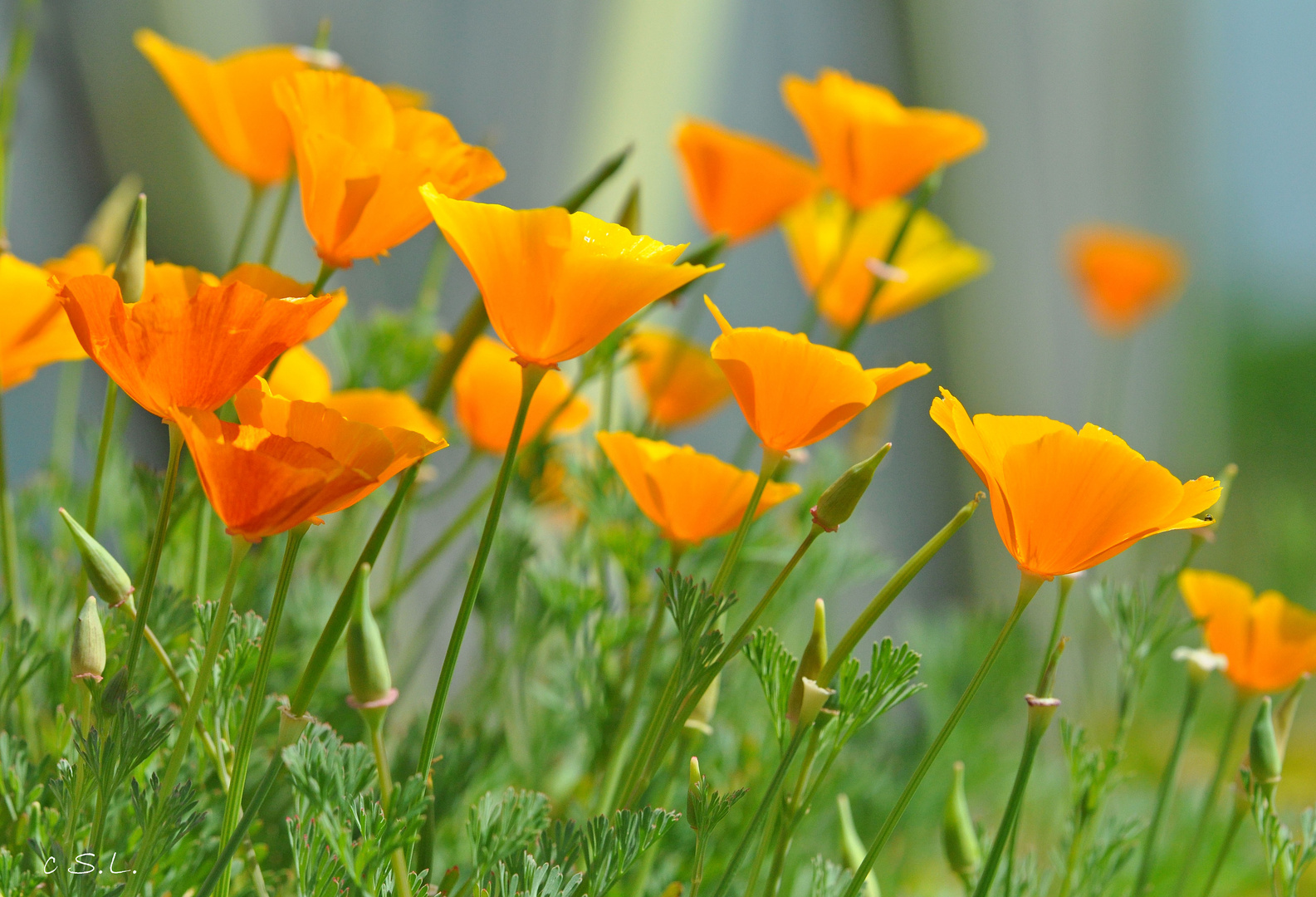 orange flowers ....