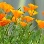 orange flowers ....