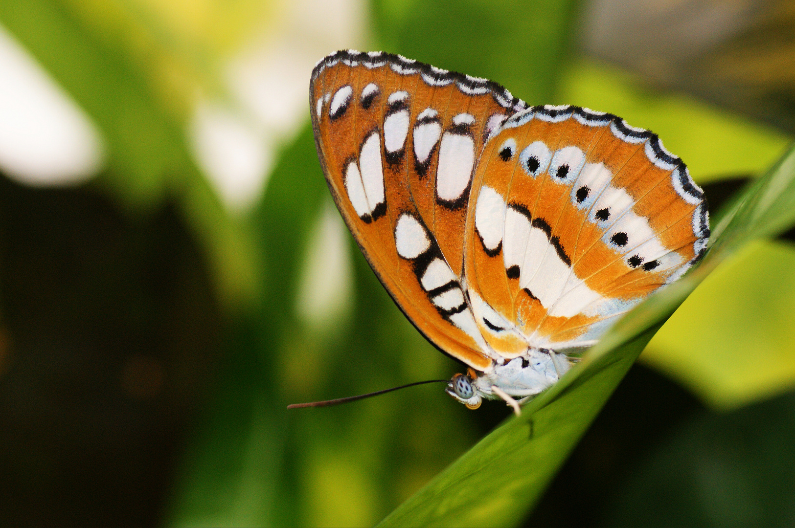 orange flyer