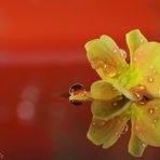 Orange für Frühling ....