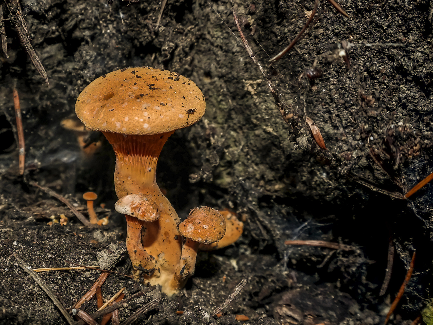 Orange Fungi