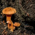 Orange Fungi