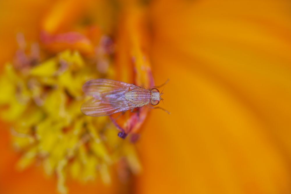 Orange galore