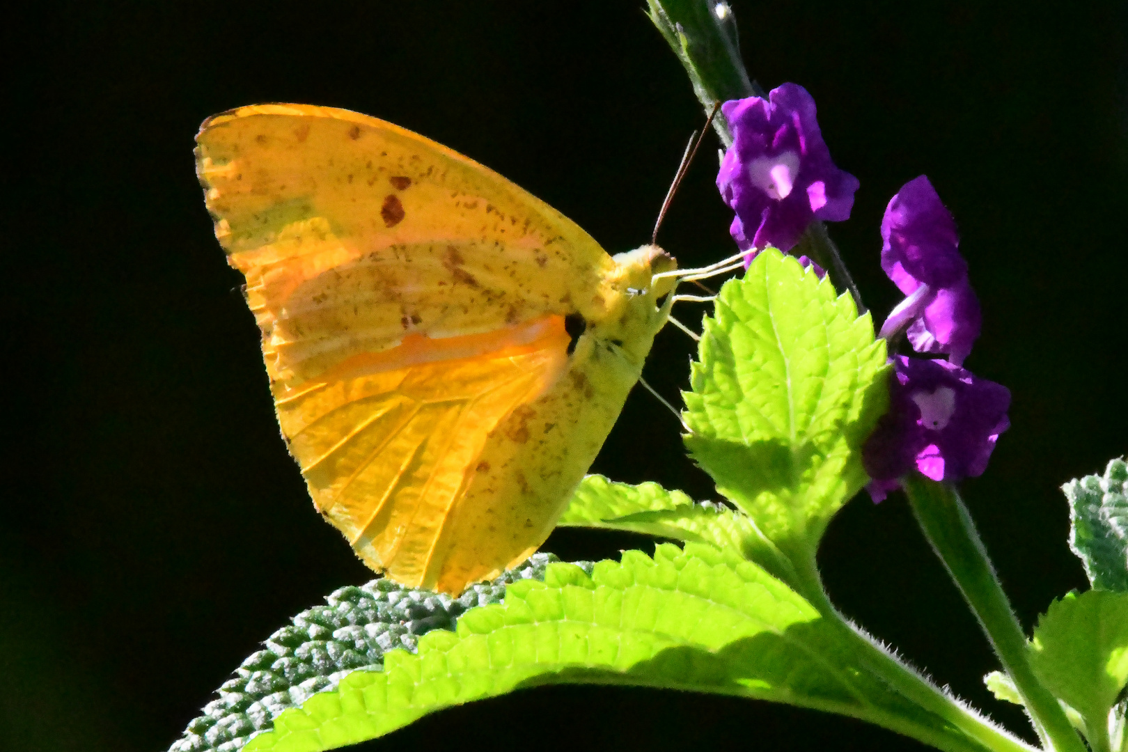 Orange-Gebänderter Schwefelfalter