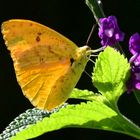 Orange-Gebänderter Schwefelfalter