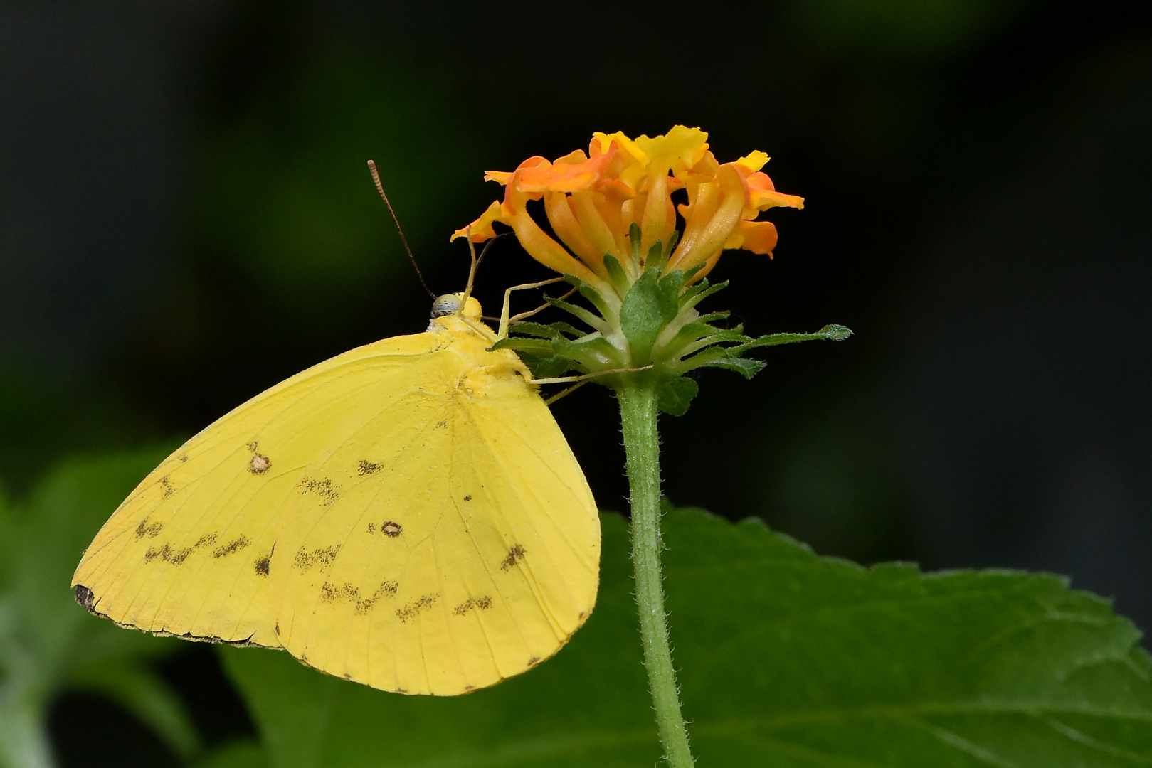 Orange-Gebänderter Schwefelfalter - Phoebis philea