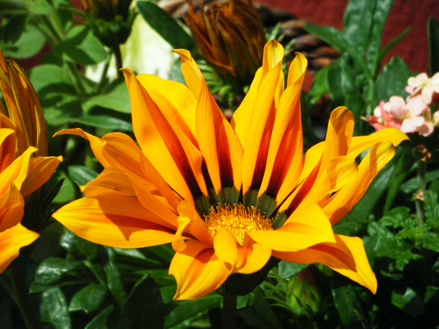 Orange-Gelbe Blüte