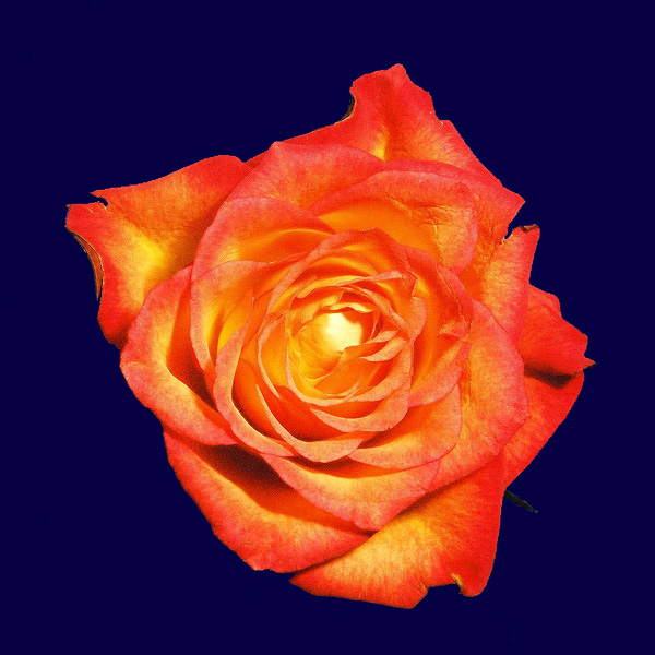 Orange-Gelbe Rose