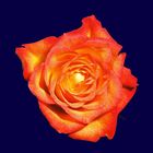 Orange-Gelbe Rose