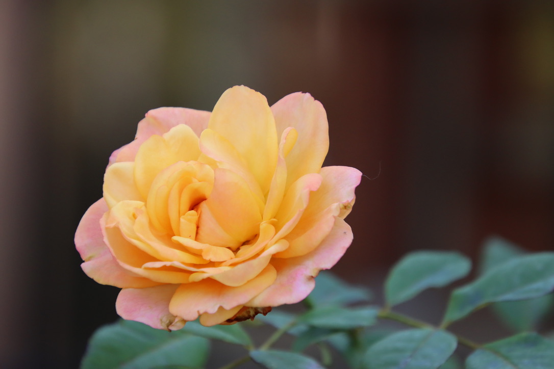 Orange gelbe Rose