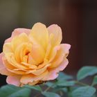 Orange gelbe Rose